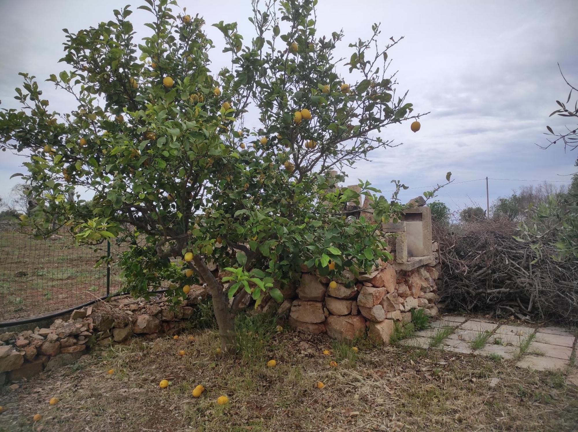 Апартаменты Trullo Contrada Specchi Ракале Экстерьер фото